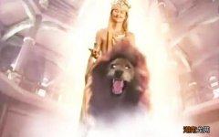 西游记中提到文殊菩萨坐骑是青狮 文殊菩萨的坐骑是什么动物