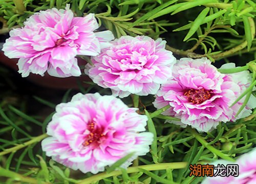 3种最适合春天播种的花卉植物 春天种什么花种子好养活