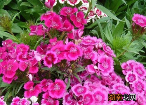 3种最适合春天播种的花卉植物 春天种什么花种子好养活