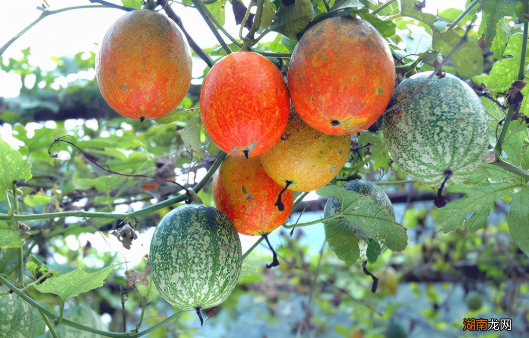 两者就是一种东西 吊瓜子和瓜蒌子区别图片