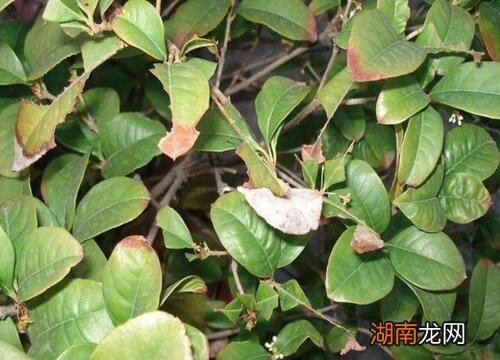 桂花叶子发黄叶子尖上枯萎是怎么回事 什么原因引起的