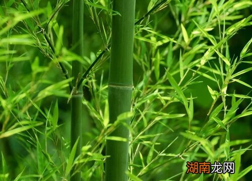 竹子开花是一种凶兆吗 竹子开花赶紧搬家是什么意思