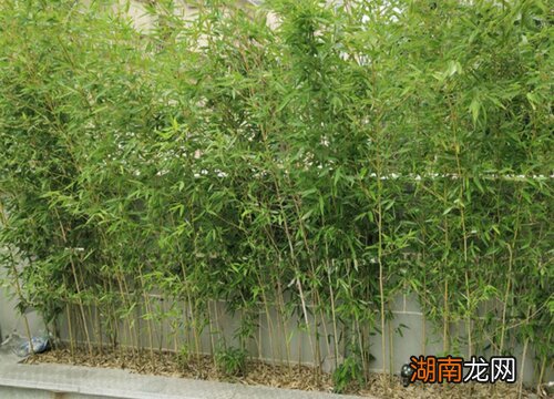 竹子开花是一种凶兆吗 竹子开花赶紧搬家是什么意思