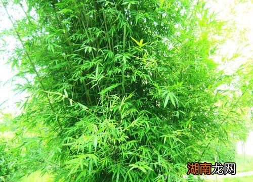 竹子开花是一种凶兆吗 竹子开花赶紧搬家是什么意思