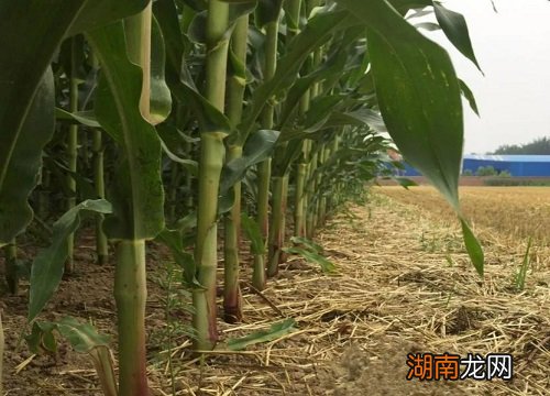 东单1331与沃玉3号哪个好