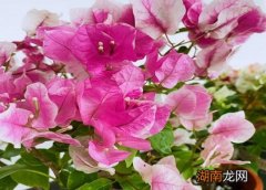 深圳市花是什么花 象征什么寓意