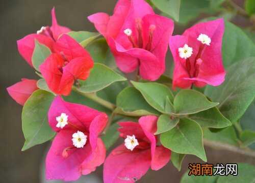 深圳市花是什么花 象征什么寓意