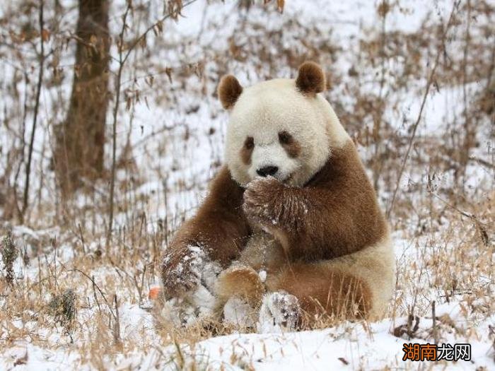 大熊猫竟有两种 熊猫的种类有哪几种