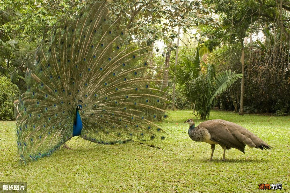 母孔雀开屏是什么样子 公孔雀开屏还是母孔雀开屏好看