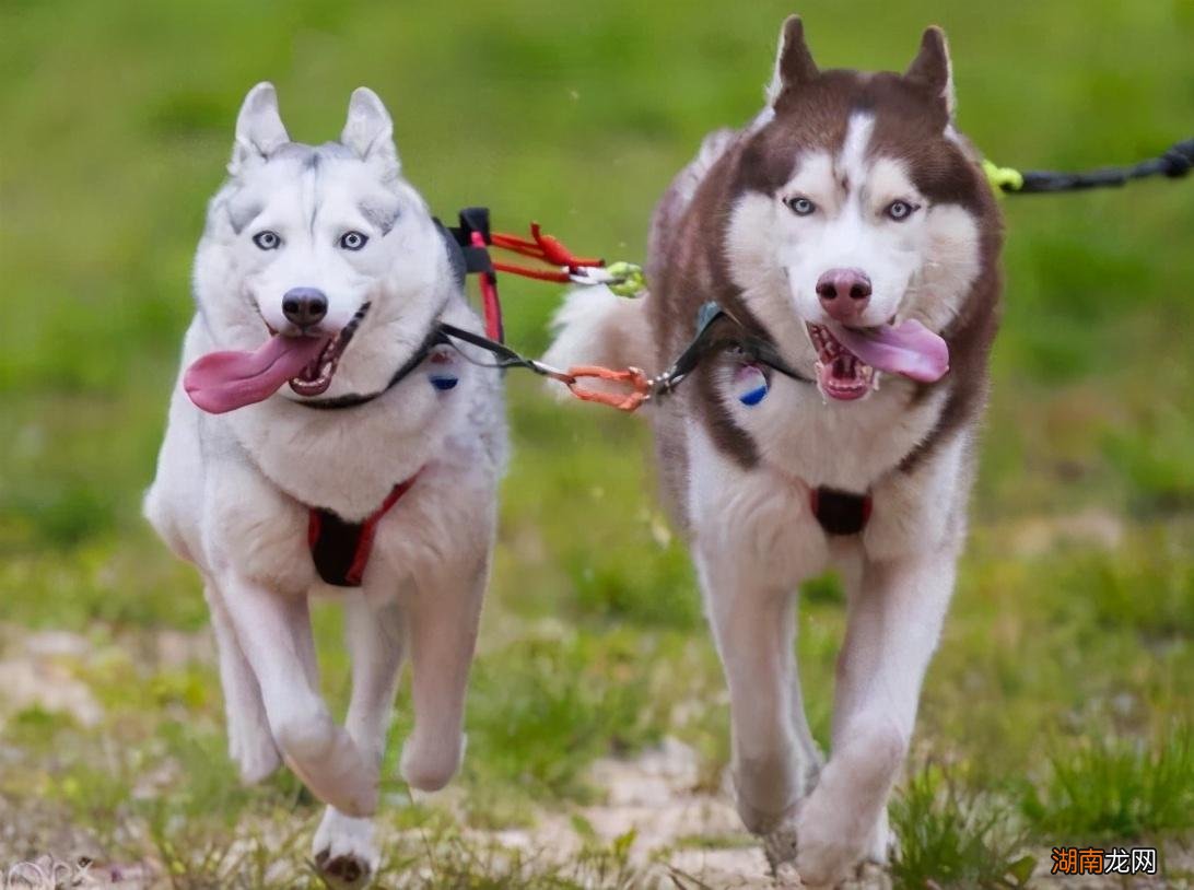 纠正狗狗护食问题的教程 狗狗护食怎样调教它轻松解决