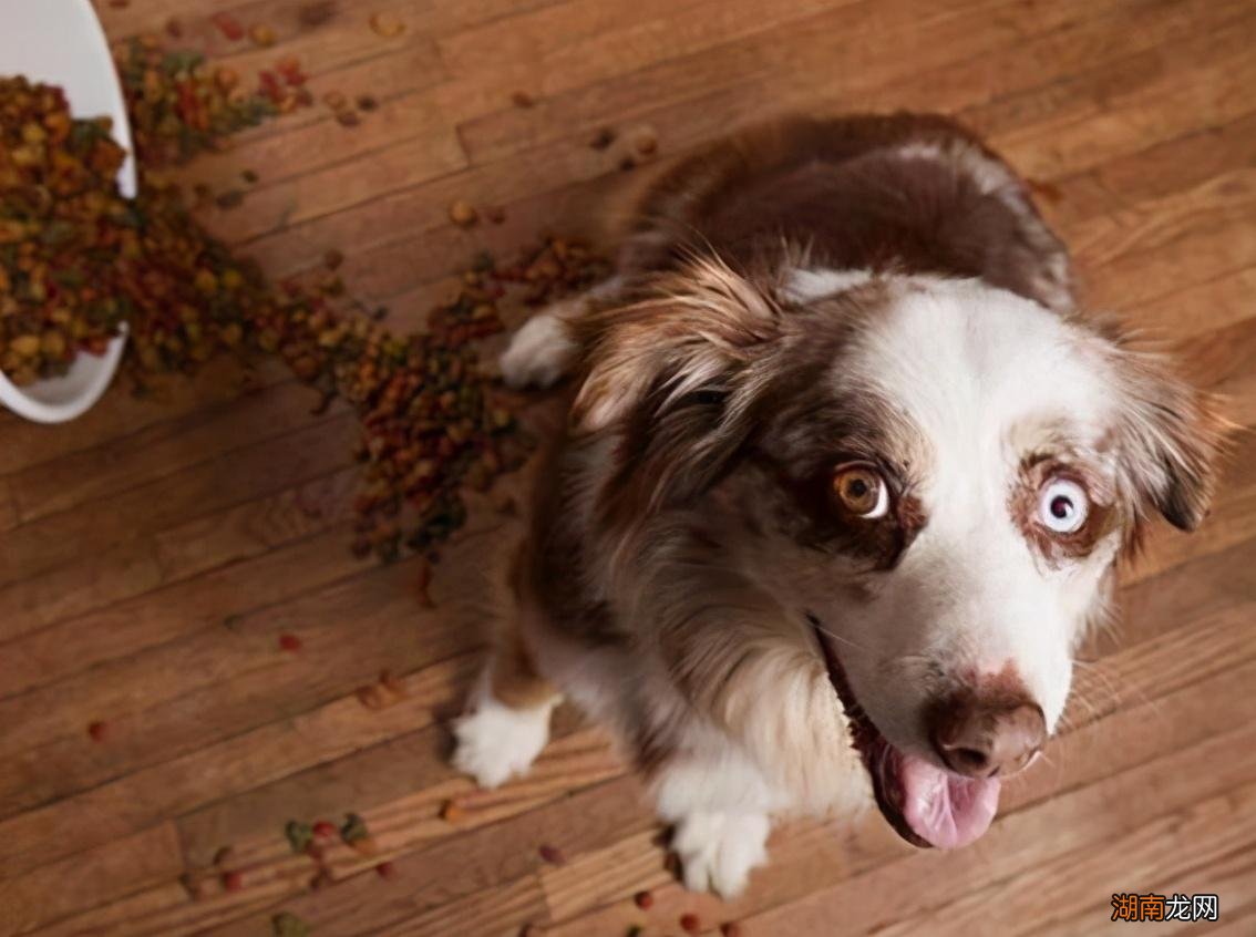 纠正狗狗护食问题的教程 狗狗护食怎样调教它轻松解决