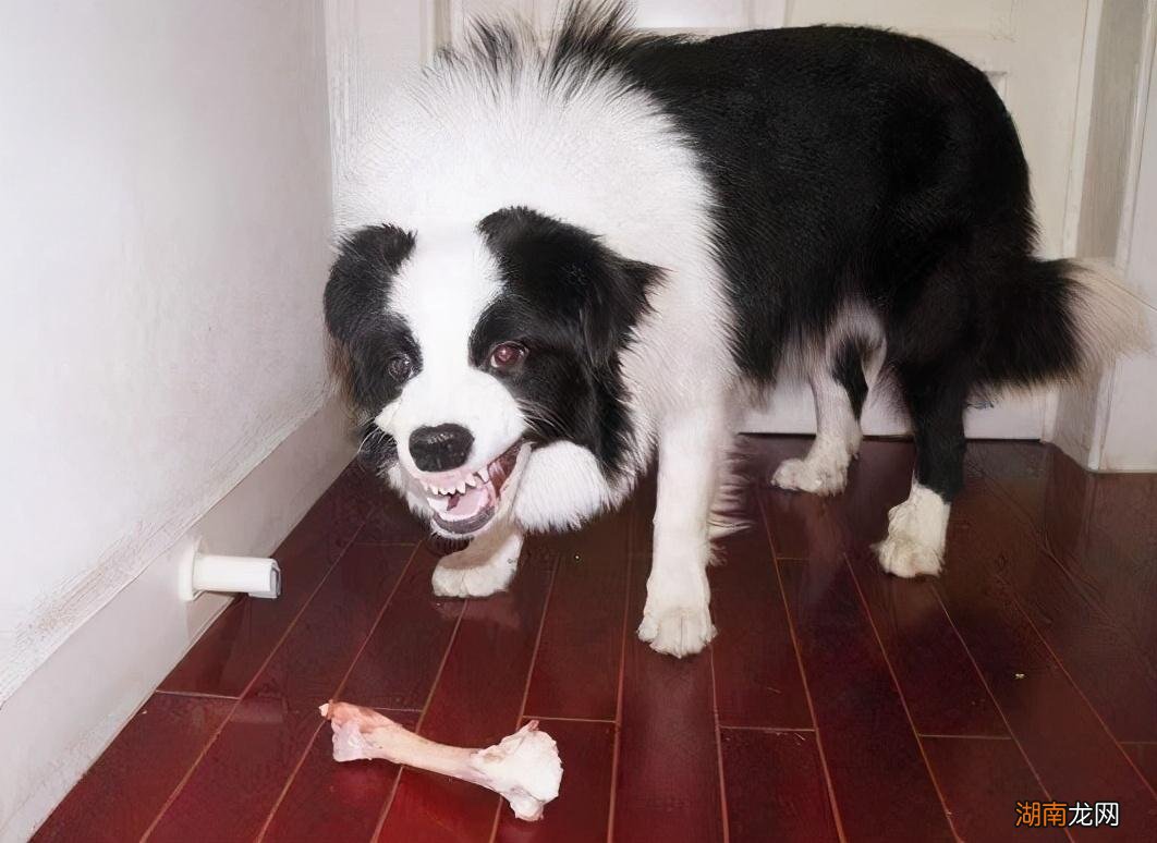 纠正狗狗护食问题的教程 狗狗护食怎样调教它轻松解决