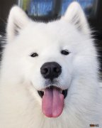 养萨摩耶居然你要做到这7点 萨摩耶犬价格多少钱一只