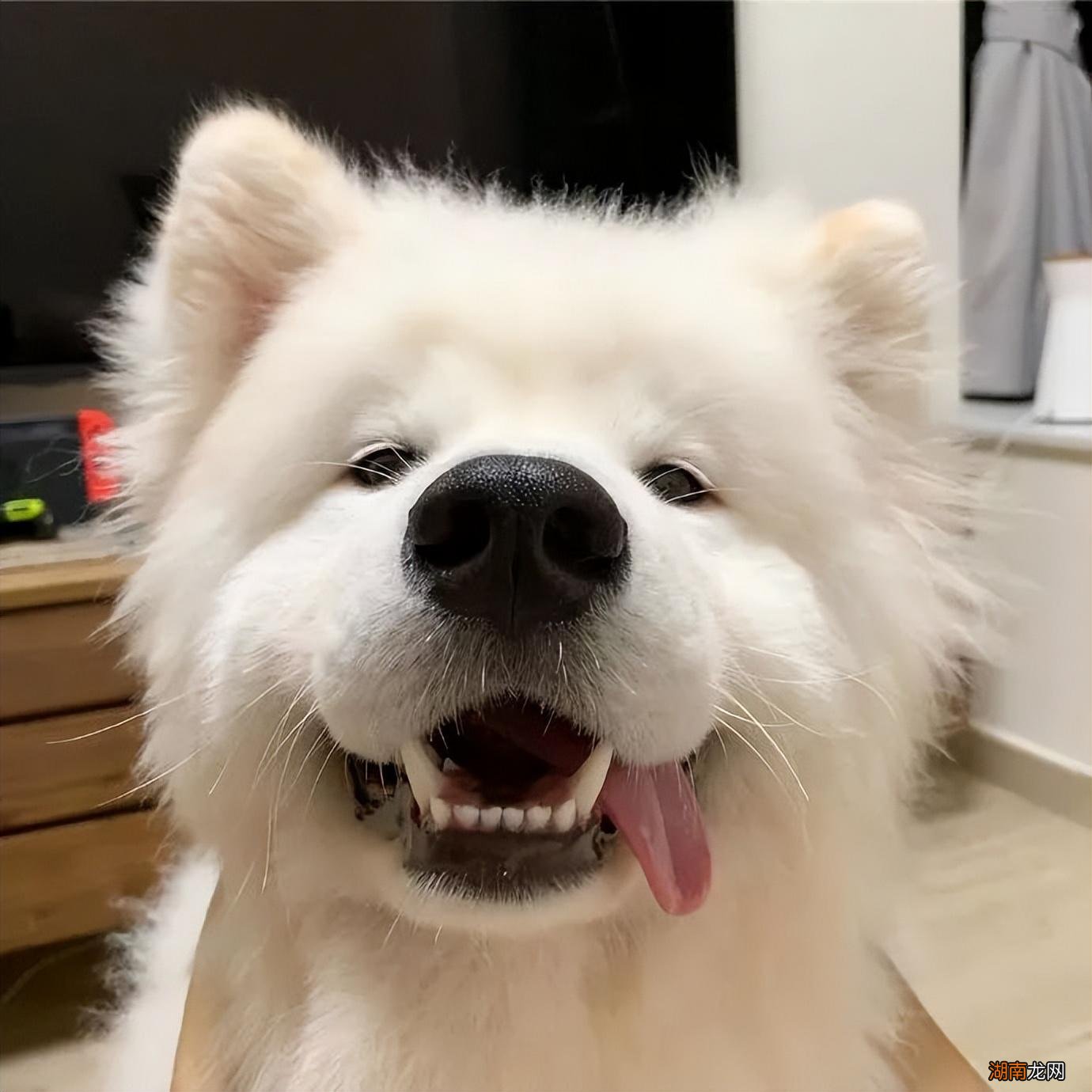 养萨摩耶居然你要做到这7点 萨摩耶犬价格多少钱一只