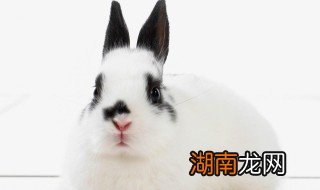 动物网名 动物网名可爱