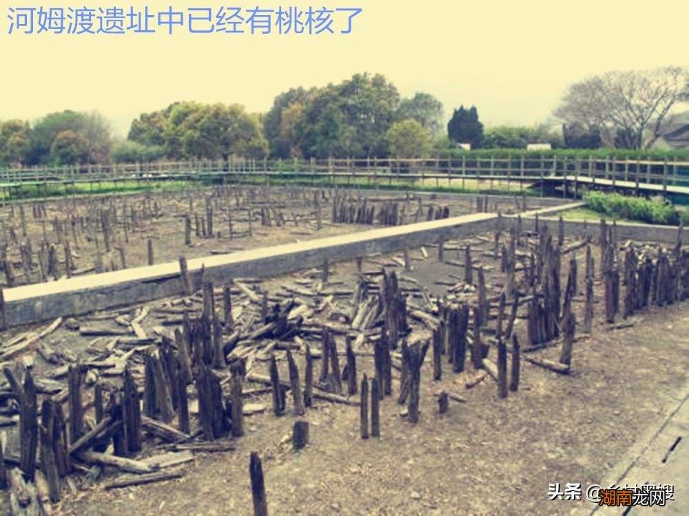 一口气搞懂桃的前世今生 桃子的原产地在哪里