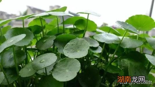 在家里养铜钱草越晒长得越快 铜钱草需要晒太阳吗