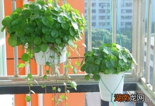 在家里养铜钱草越晒长得越快 铜钱草需要晒太阳吗