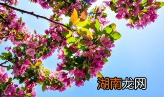 适合阳台暴晒的花卉 适合阳台暴晒的花卉介绍