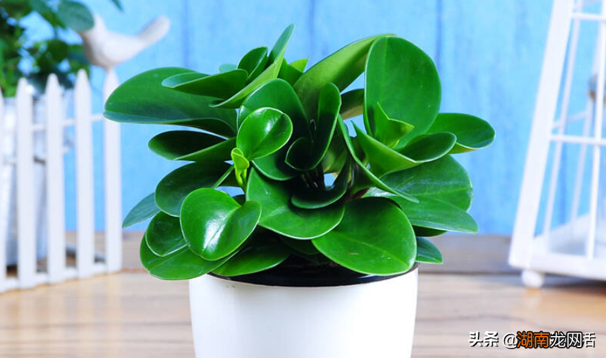 豆瓣绿比绿萝文竹更适合放书桌 电脑宝贝是什么植物