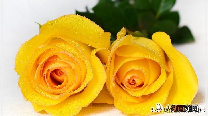 10种黄色玫瑰品种各个都很美 黄色玫瑰叫什么名字