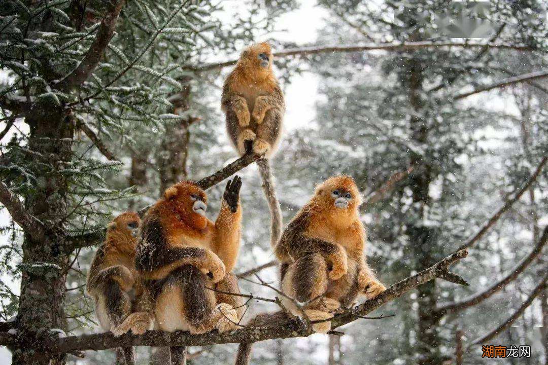 玩转神农架必去5个景点 湖北神农架旅游景点介绍