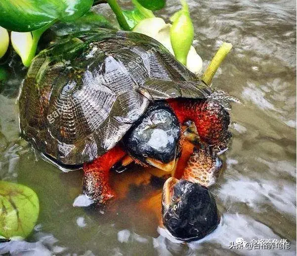 不建议你养龟是因为这些弊端 乌龟为什么最好不要养