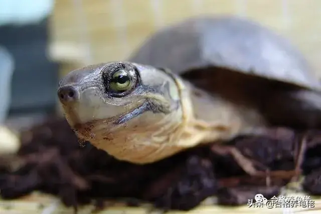 不建议你养龟是因为这些弊端 乌龟为什么最好不要养