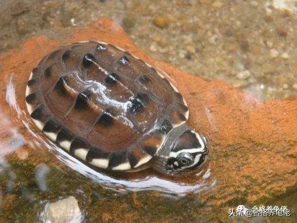 不建议你养龟是因为这些弊端 乌龟为什么最好不要养