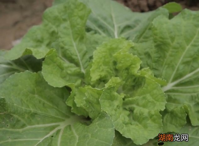 农户自制3种杀虫剂效果好 自制蔬菜杀虫剂哪种方法最好