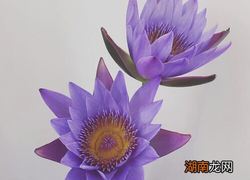 4个步骤教你养好插花睡莲 睡莲插花瓶里怎么养能活的久
