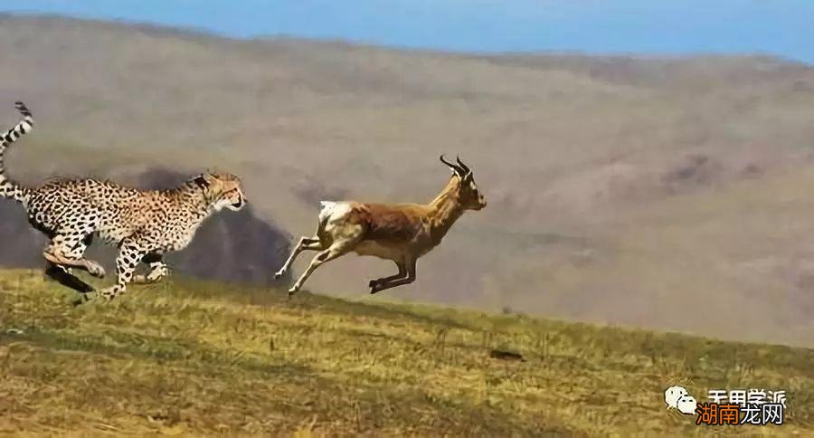 人为什么不承认自己是动物