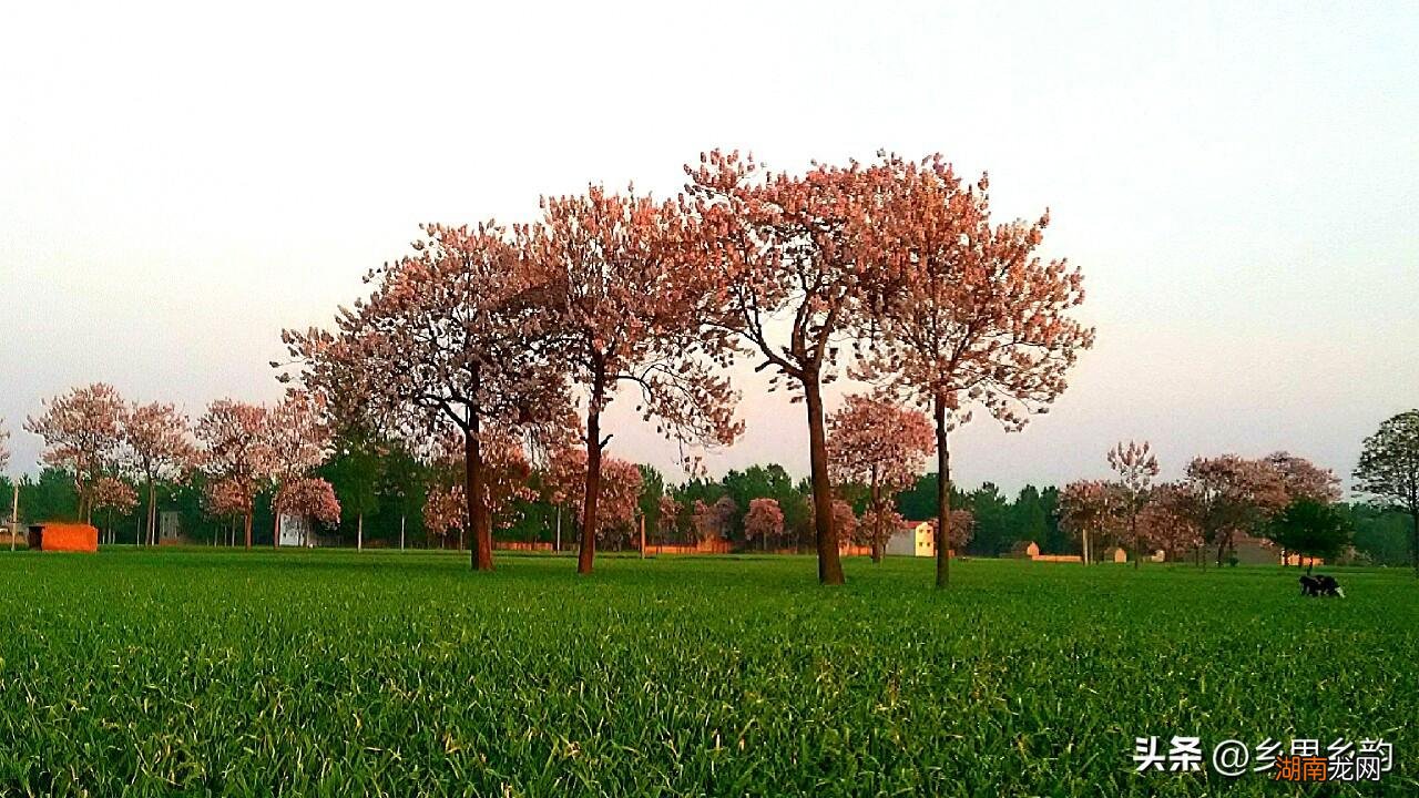 大蒜未来走势专家解读 预测今年大蒜价格