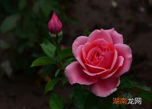 月季花的外貌特征及颜色样子特点介绍