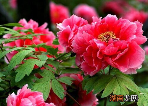 庭院种什么花风水好又旺财