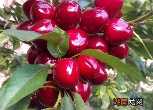 车厘子红色和黑色有什么区别图片