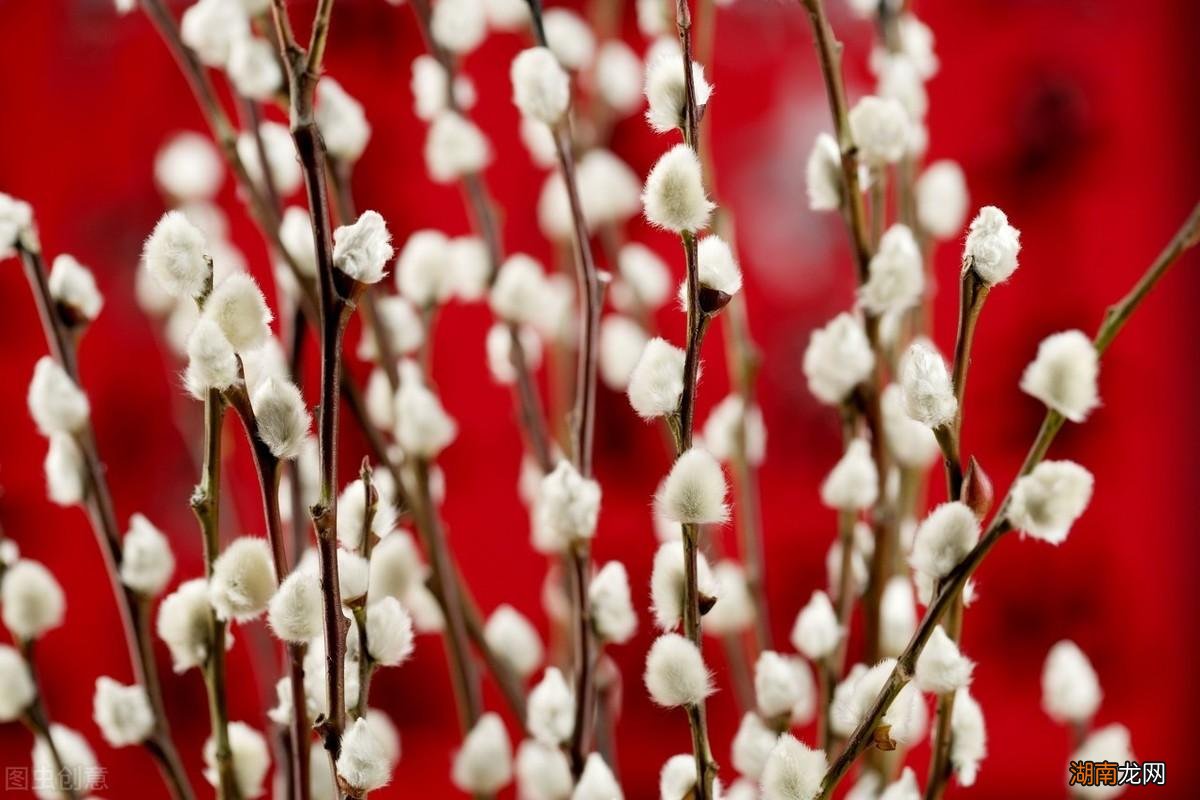 银柳种在花盆里的方法 银柳可以插在泥土里养吗