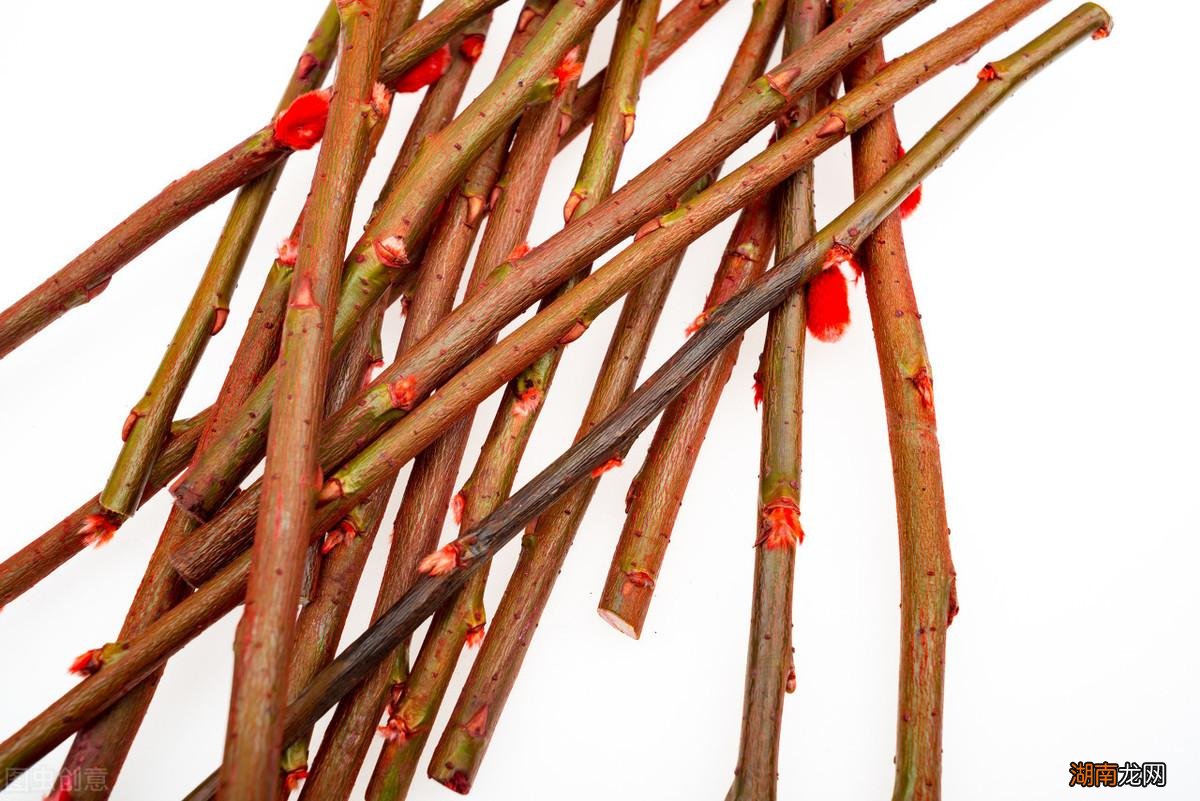 银柳种在花盆里的方法 银柳可以插在泥土里养吗