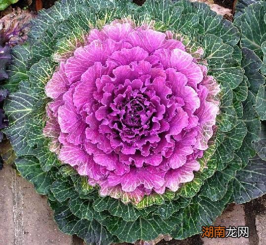 四季常青又耐寒的绿植 最耐寒的十大漂亮植物