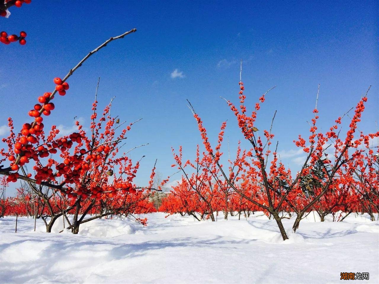 四季常青又耐寒的绿植 最耐寒的十大漂亮植物