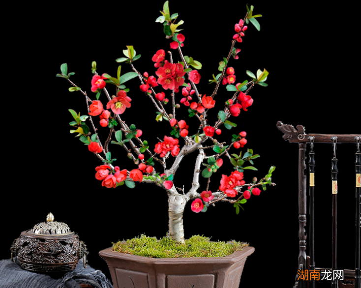 四季常青又耐寒的绿植 最耐寒的十大漂亮植物