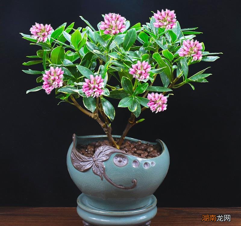 四季常青又耐寒的绿植 最耐寒的十大漂亮植物