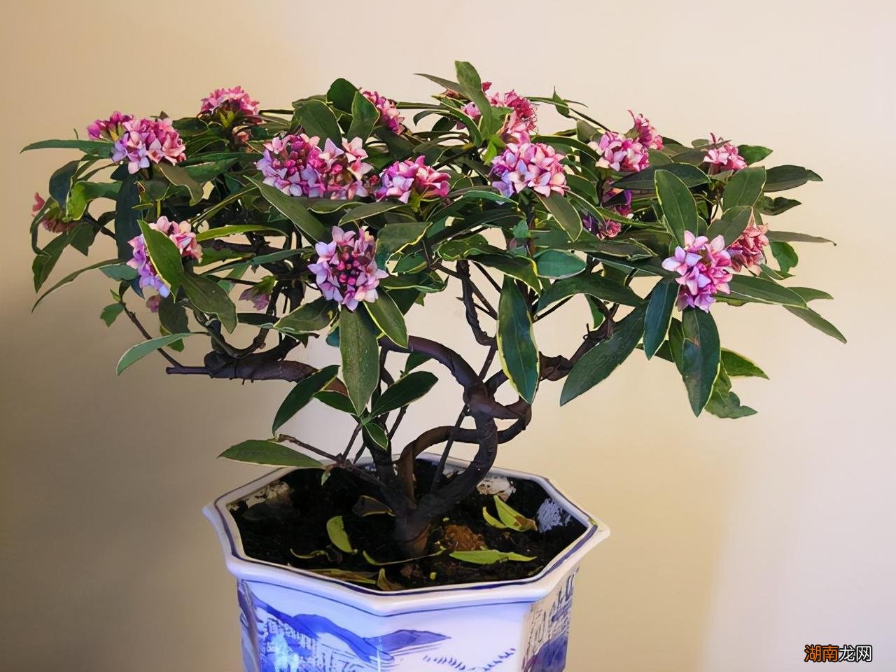 四季常青又耐寒的绿植 最耐寒的十大漂亮植物