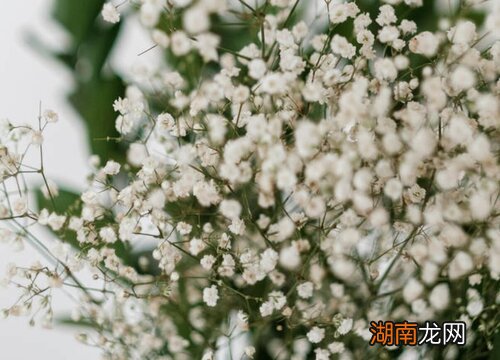 常见10种花卉名称及图片 各种花的寓意和象征及花语