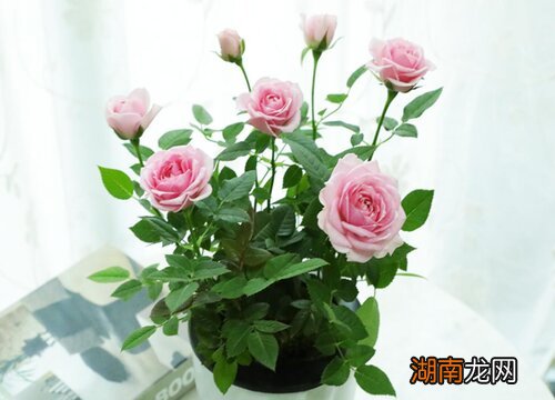 常见10种花卉名称及图片 各种花的寓意和象征及花语