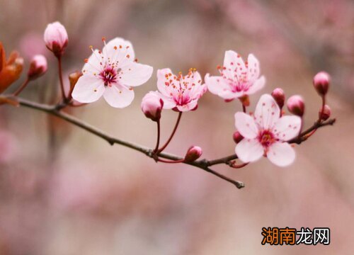 花语是孤独的花是什么花