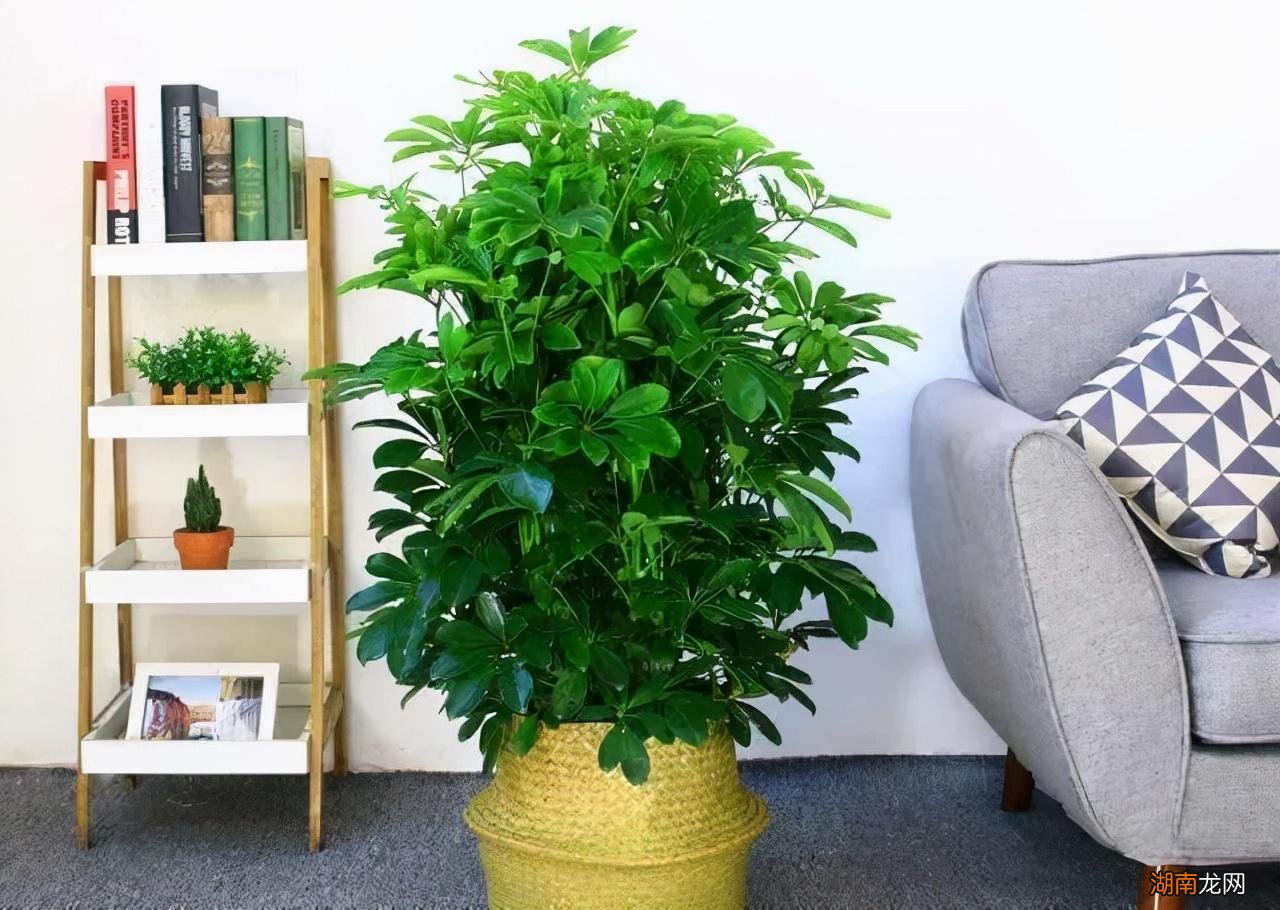 家里好养活的绿植推荐 客厅适合养的18种植物及图片