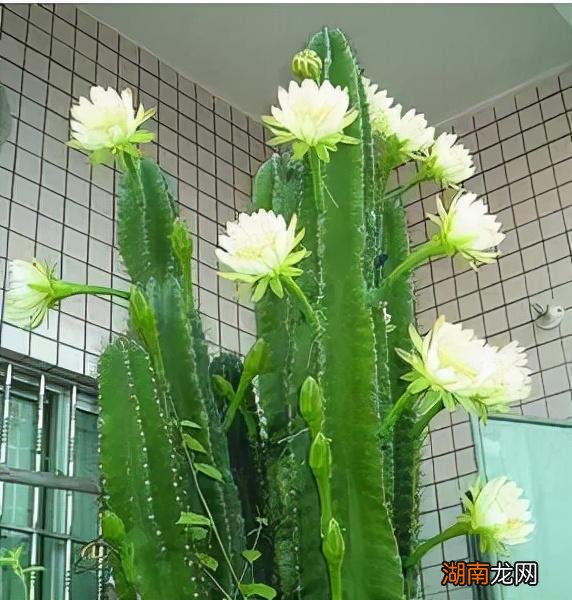 家里好养活的绿植推荐 客厅适合养的18种植物及图片