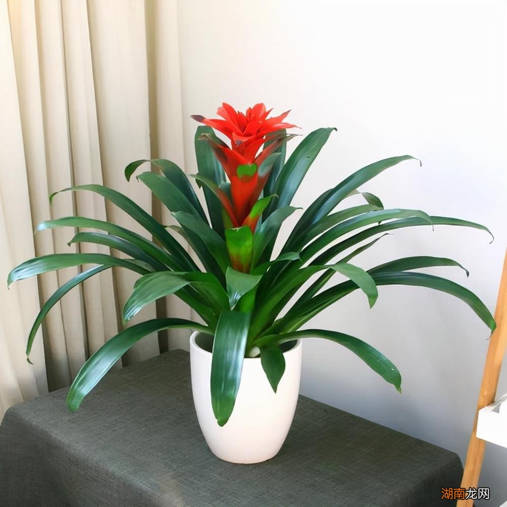 家里好养活的绿植推荐 客厅适合养的18种植物及图片