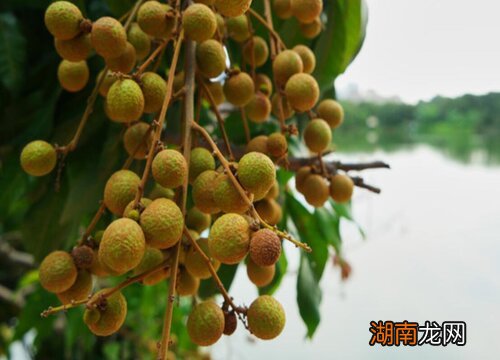 龙眼树风水作用及寓意简介 为什么家里不能种龙眼